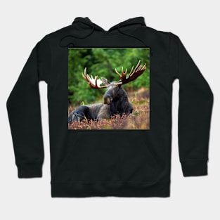 Moose Resting Hoodie